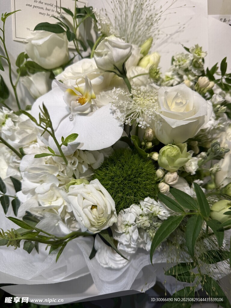 白色玫瑰花