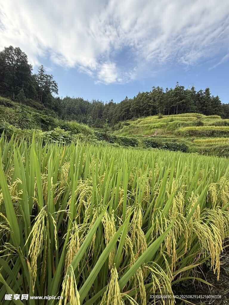 水稻