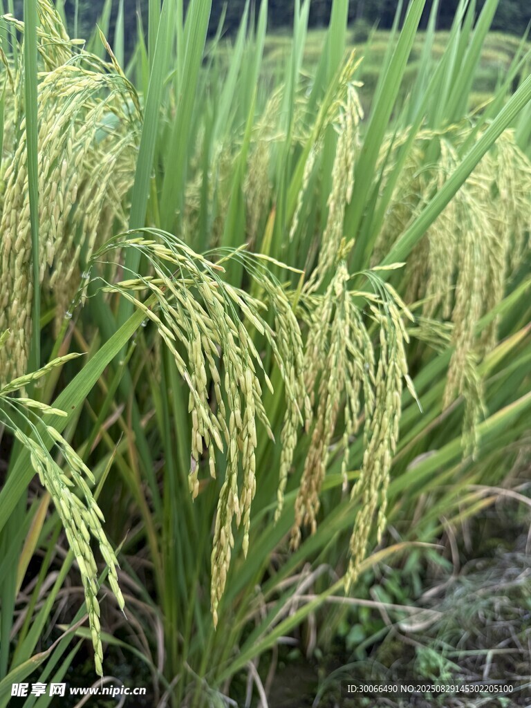 水稻