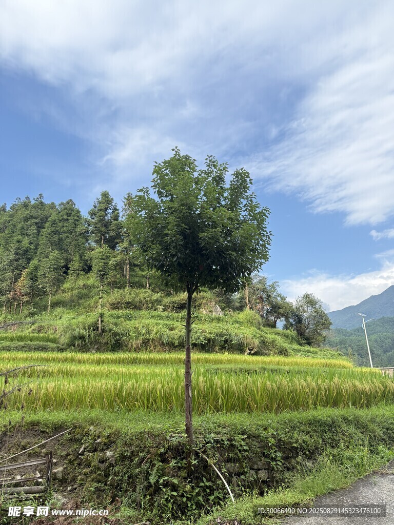  田园风光