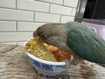  鹦鹉