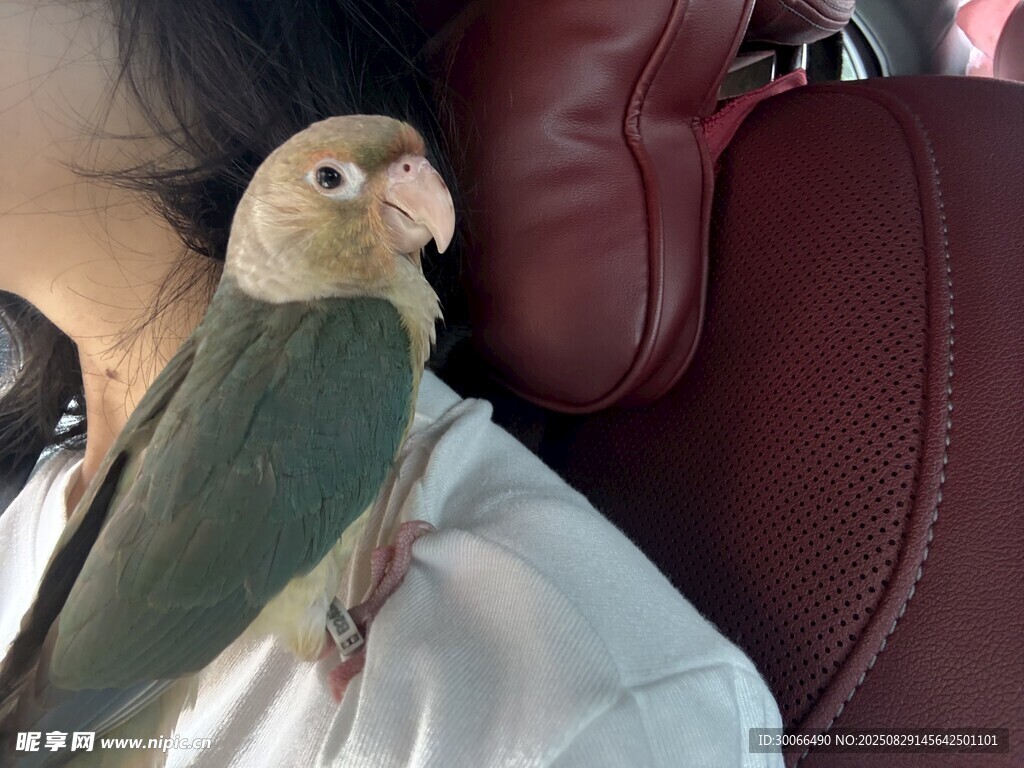  鹦鹉
