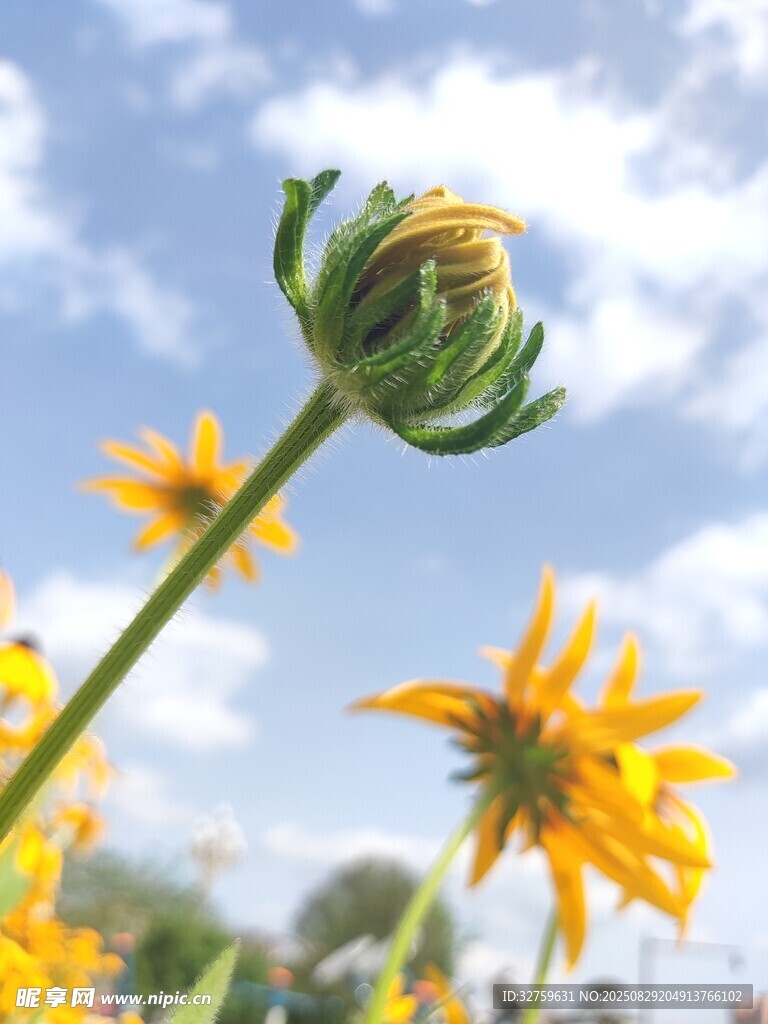 阳光下绽放的美丽野花