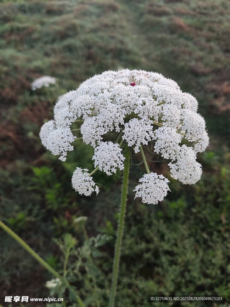 白色伞状花朵特写