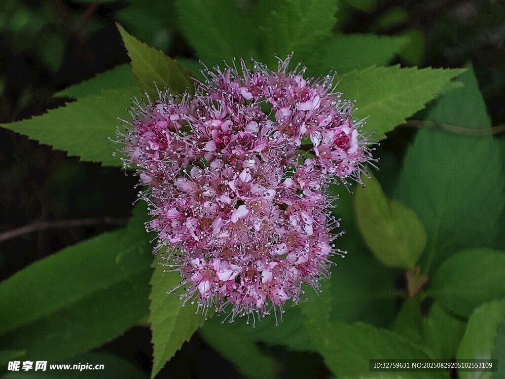 粉色绣球状小花