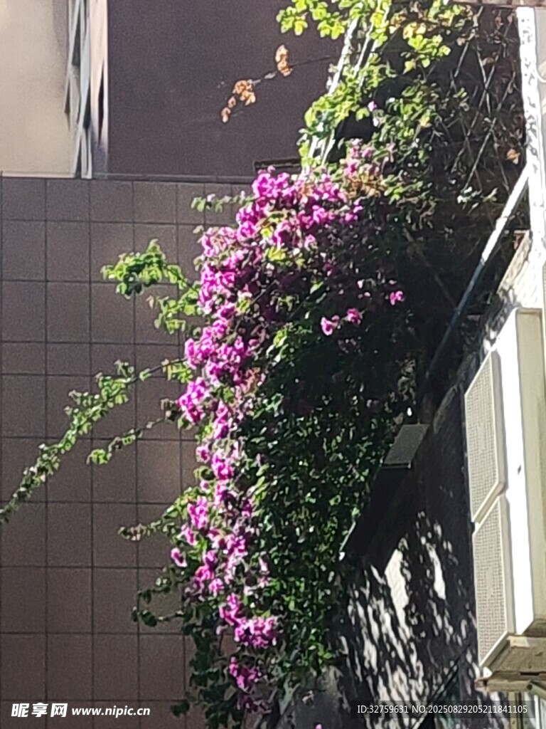窗边绽放的绚烂三角梅