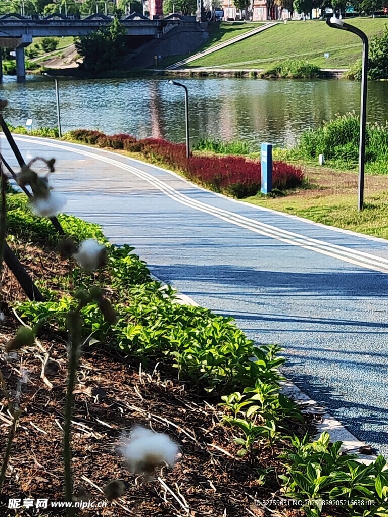 湖畔林荫道风景