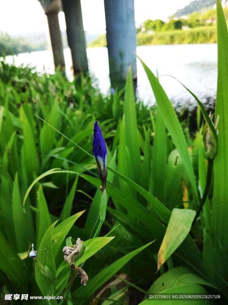 草丛中的紫色小花