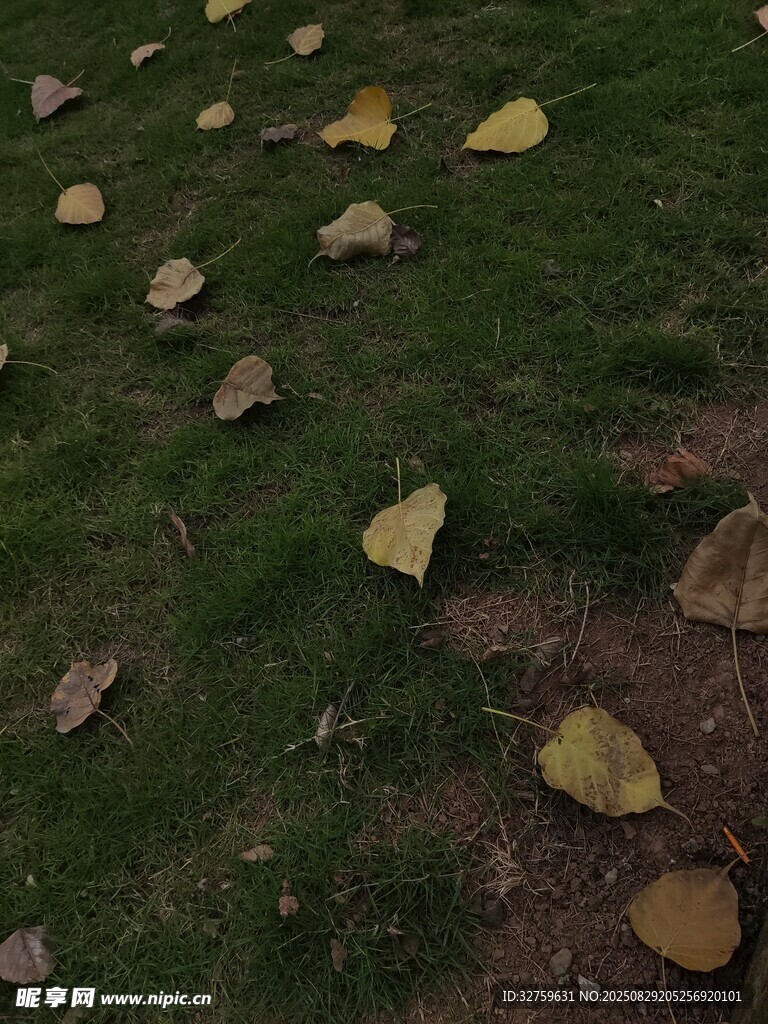 草地中的散落石块