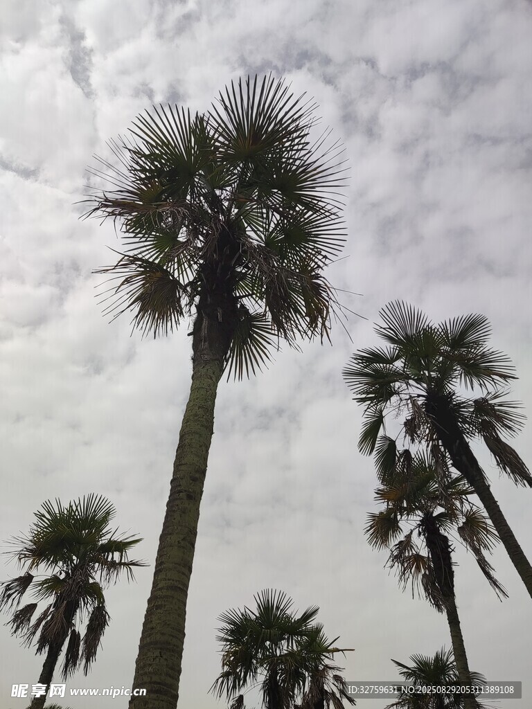 天空下的高大棕榈树