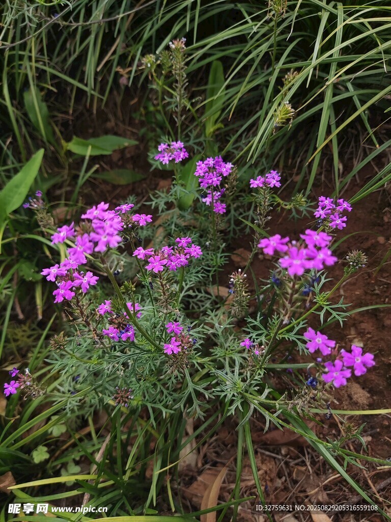 草丛中的紫色小花