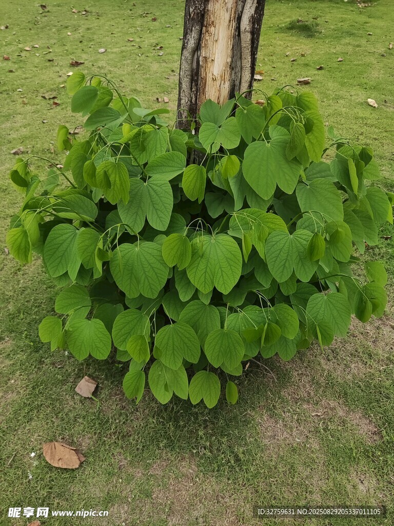 树下茂盛的绿叶植物