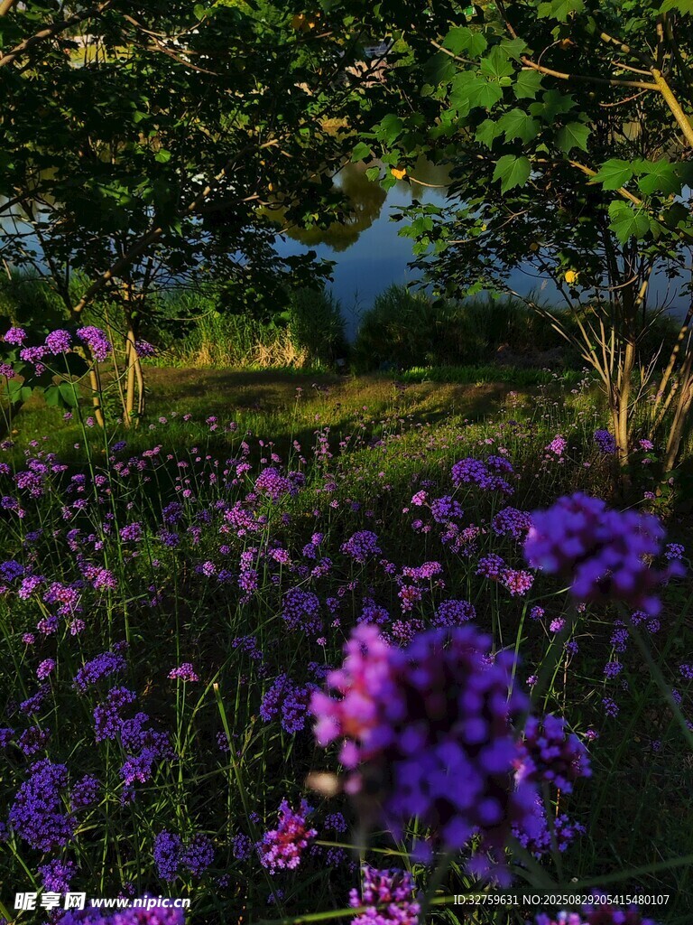 紫色花海中的静谧田园风光