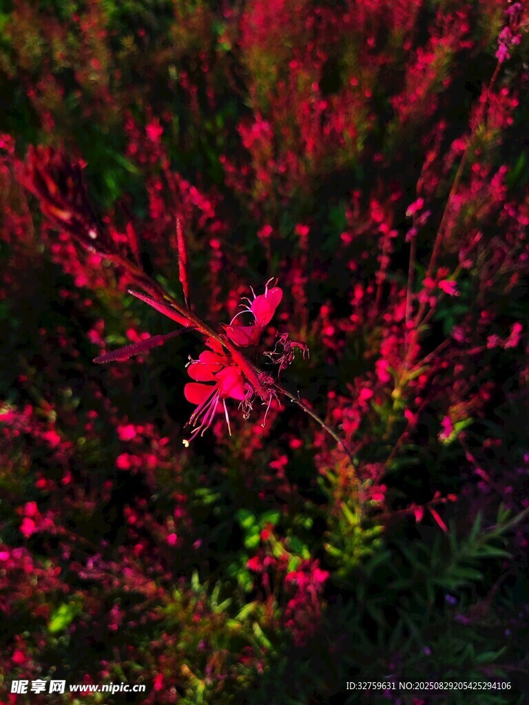 艳丽红植物