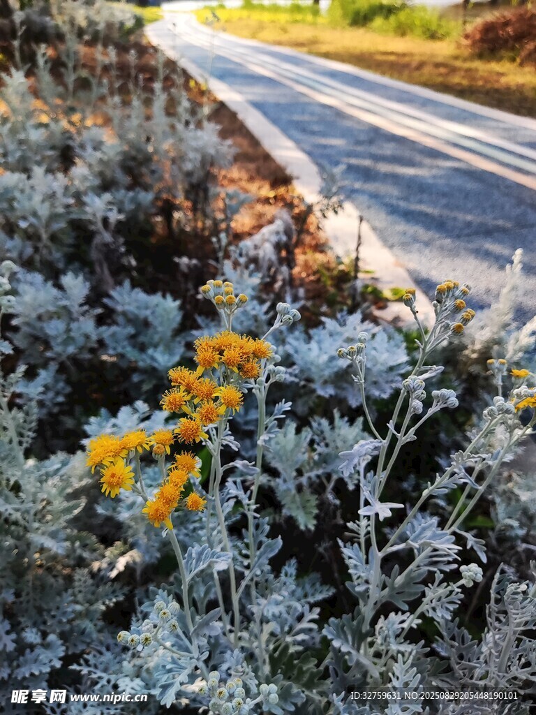 路边绽放的黄色小花
