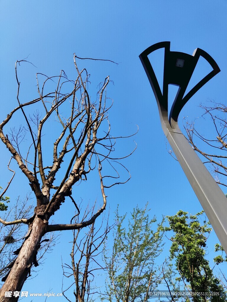 蓝天枯树旁的路灯
