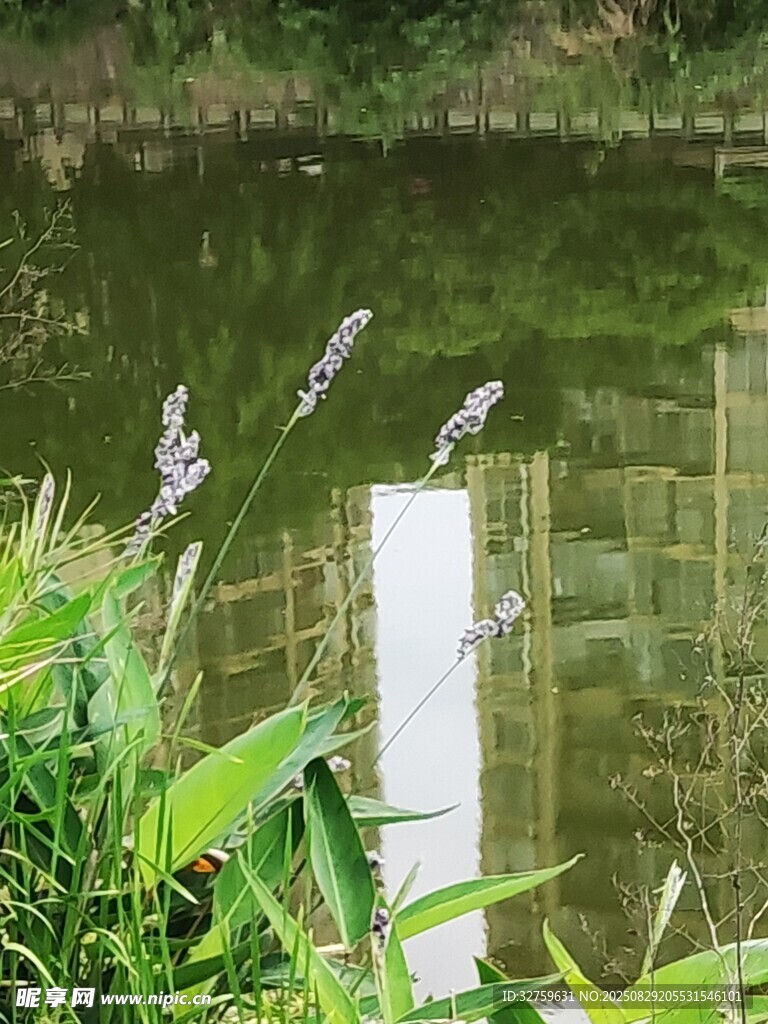 水边绿植与白色物件景观