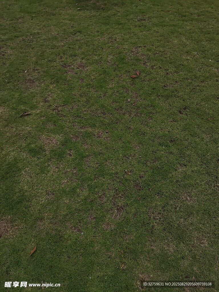 翠绿草地