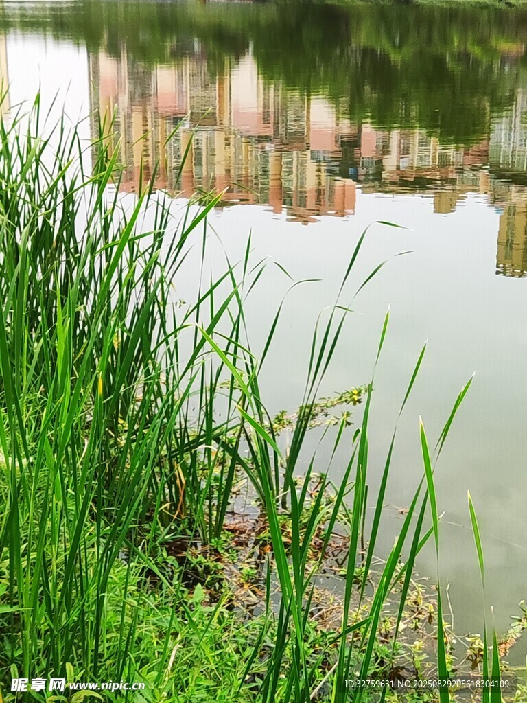 湖畔葱郁绿草