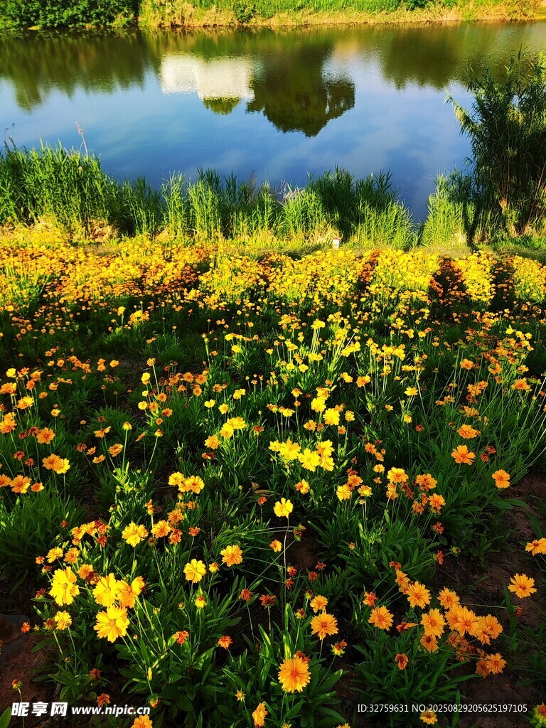 湖畔花海美景