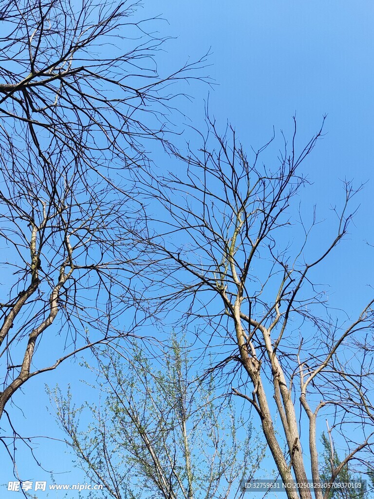蓝天映衬下的光秃树枝