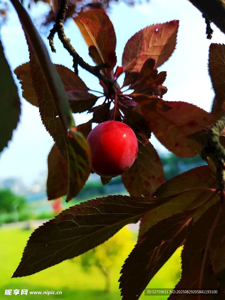 枝头红果伴紫叶