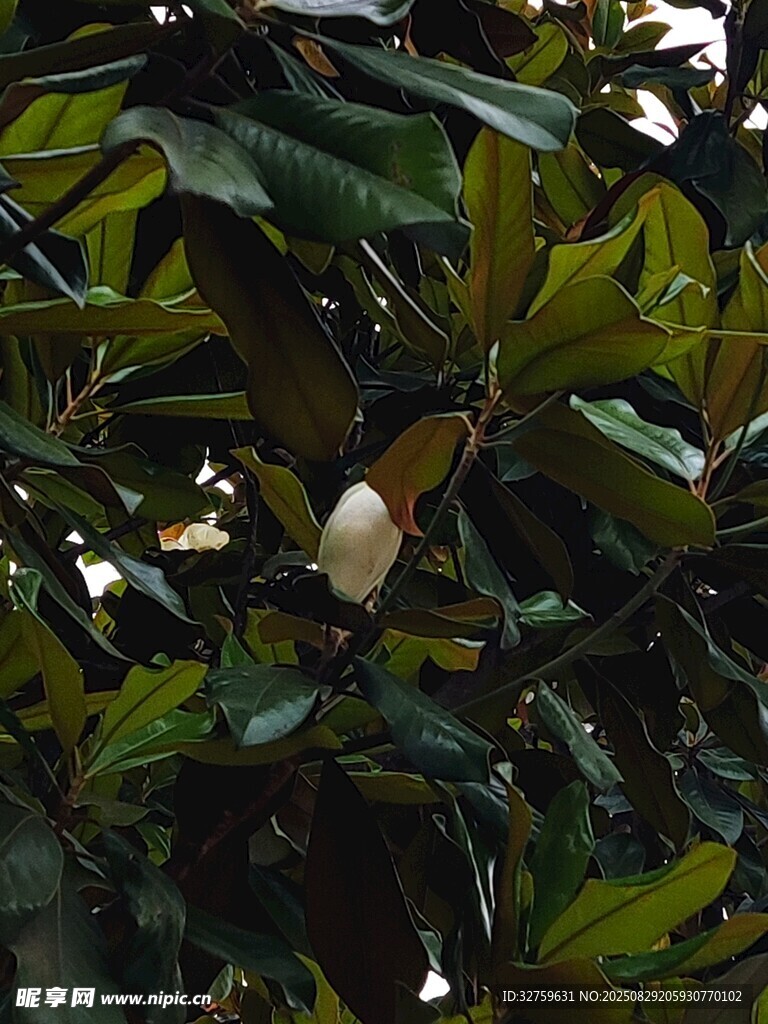 枝头绽放的白色玉兰花