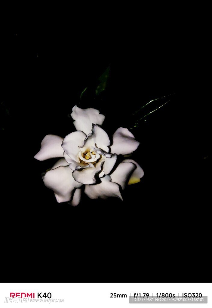 白色花朵特写