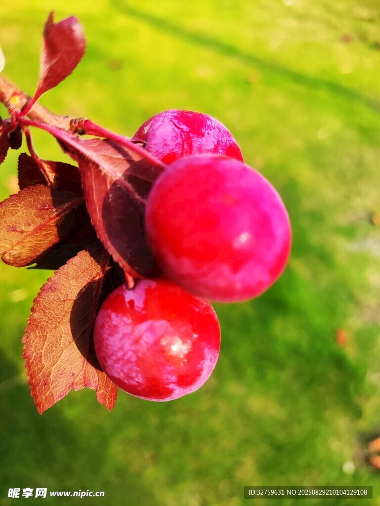 枝头红果