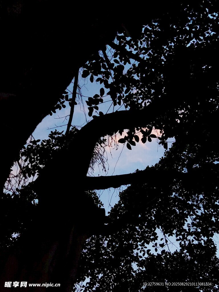 黄昏下的繁茂树冠剪影