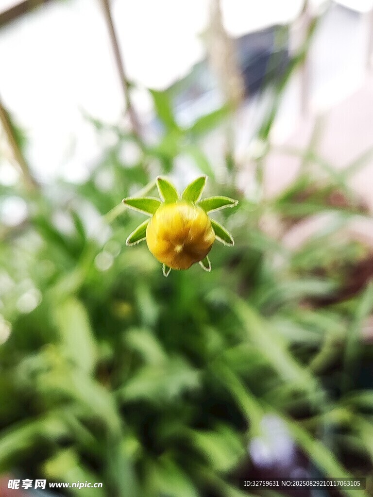 黄色小花绽放于绿叶间