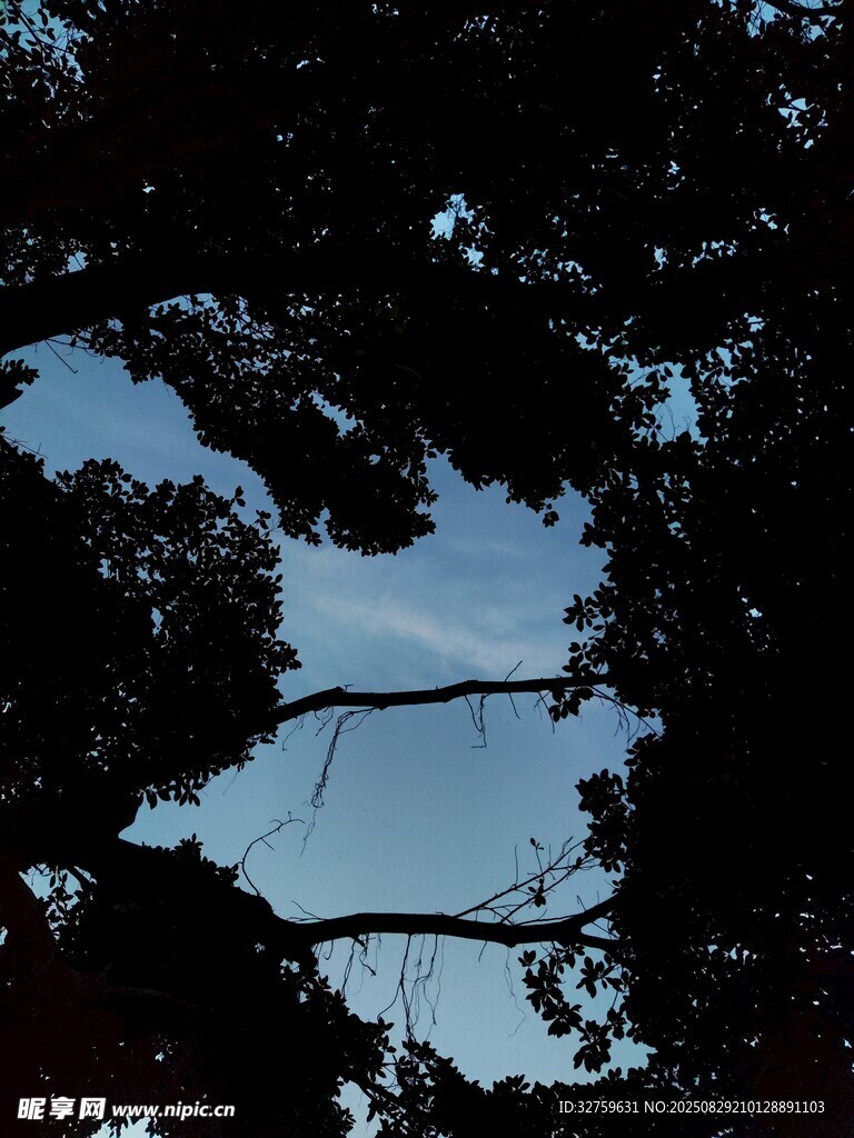 透过枝叶望蓝天