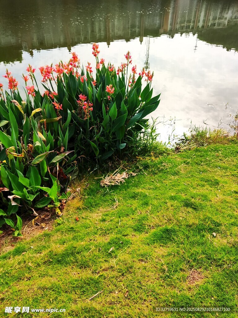 湖畔艳丽花丛与翠绿草地