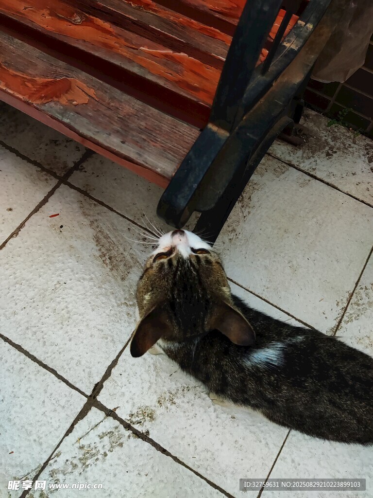 躺地猫咪