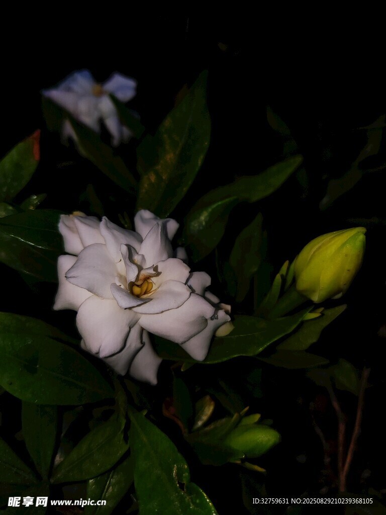 夜绽栀子花