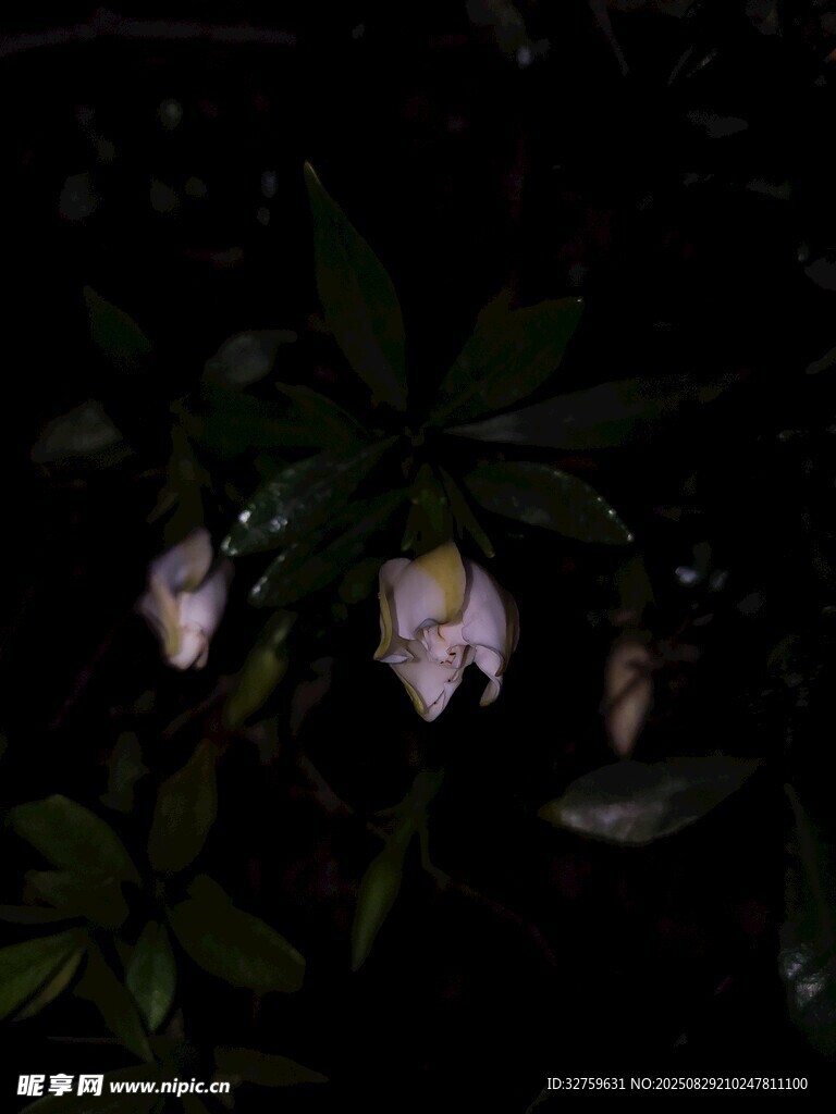 夜间绽放的优雅白色花朵