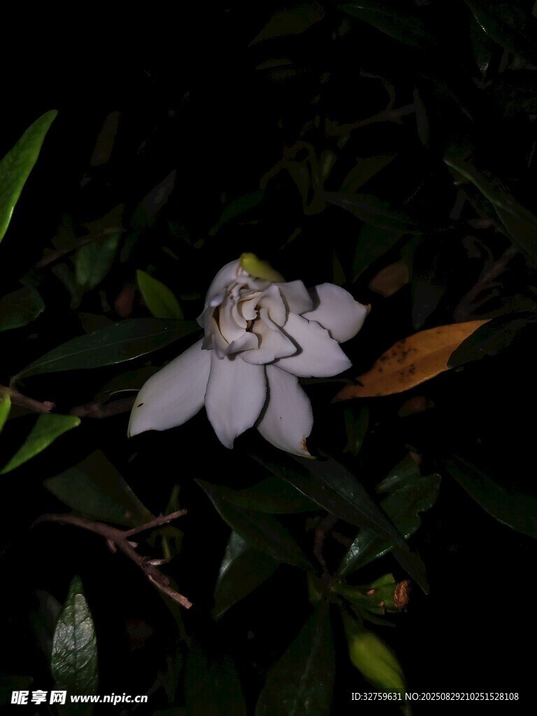 夜间绽放的素雅白色花朵
