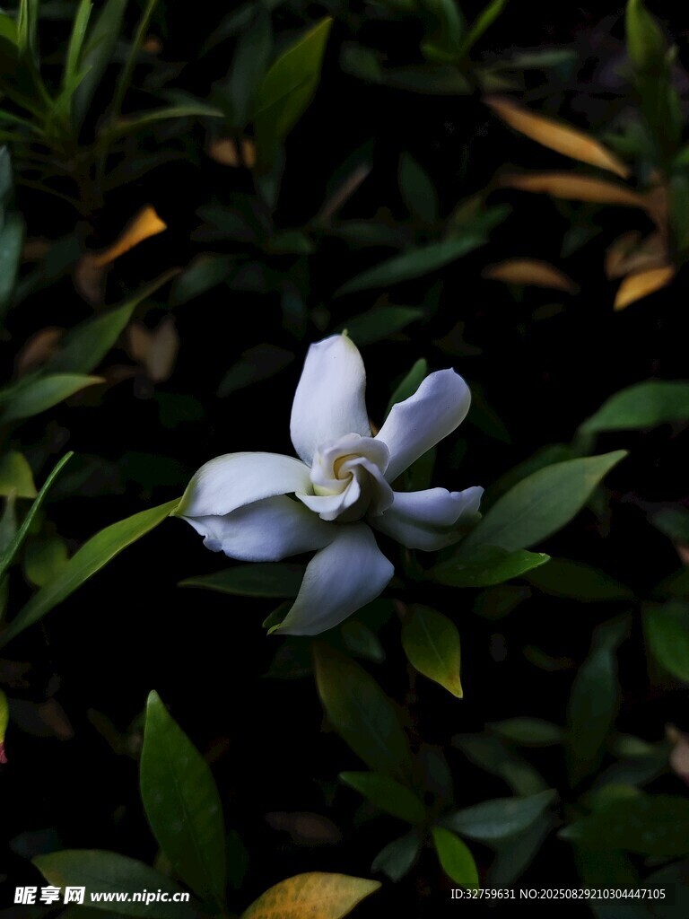 素雅白花绽于绿叶间