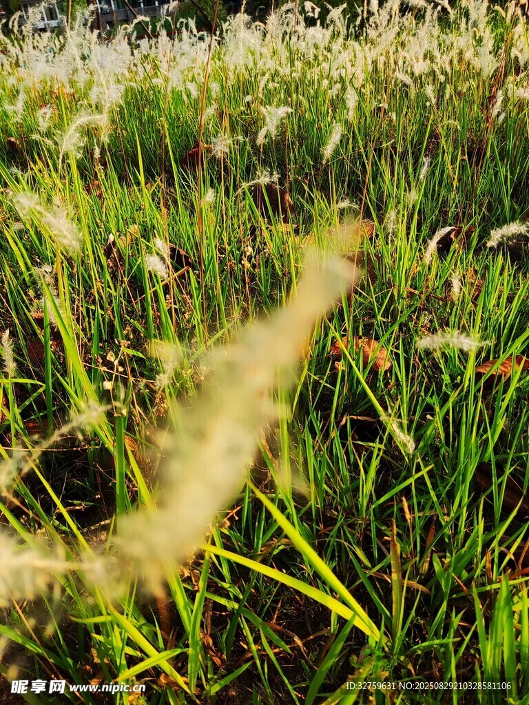 阳光下的葱郁草地