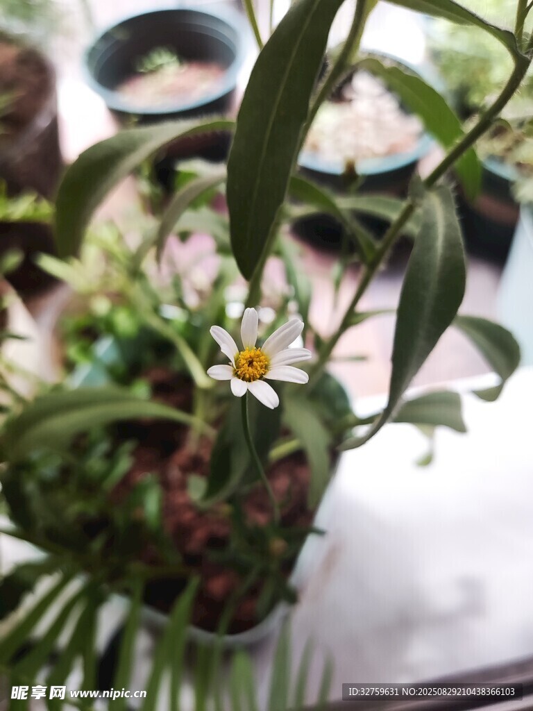清新绿植中的小白花