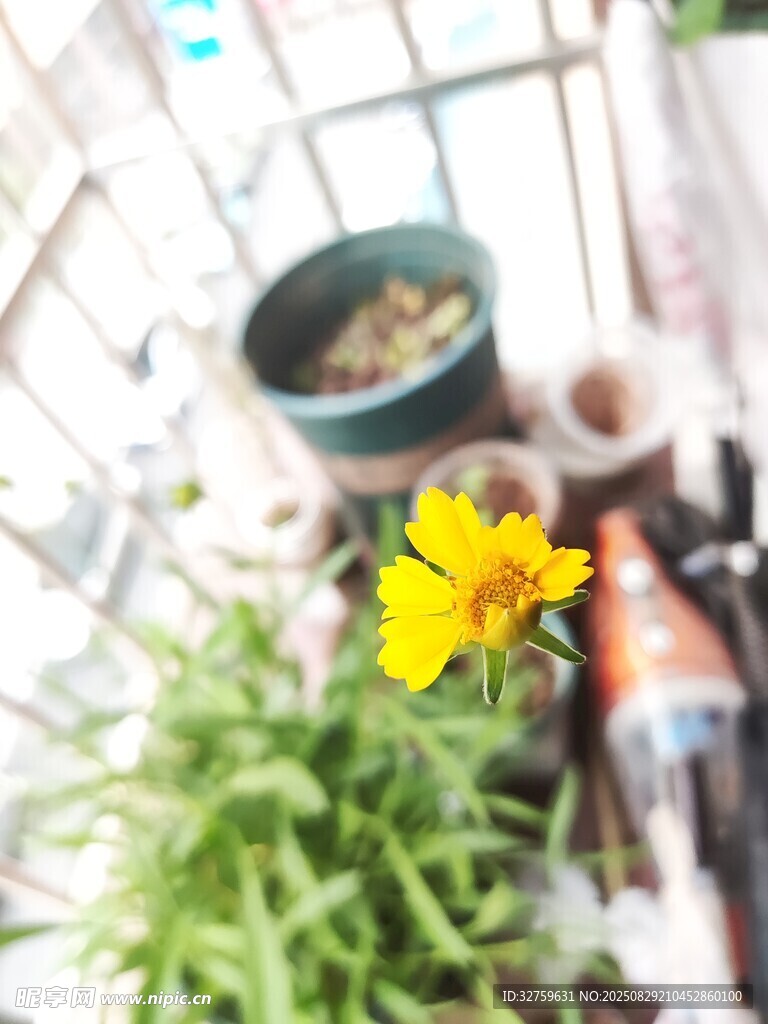 窗边多彩植物与花卉