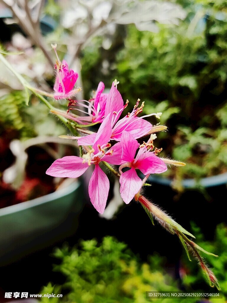 娇艳粉色花卉盆栽特写