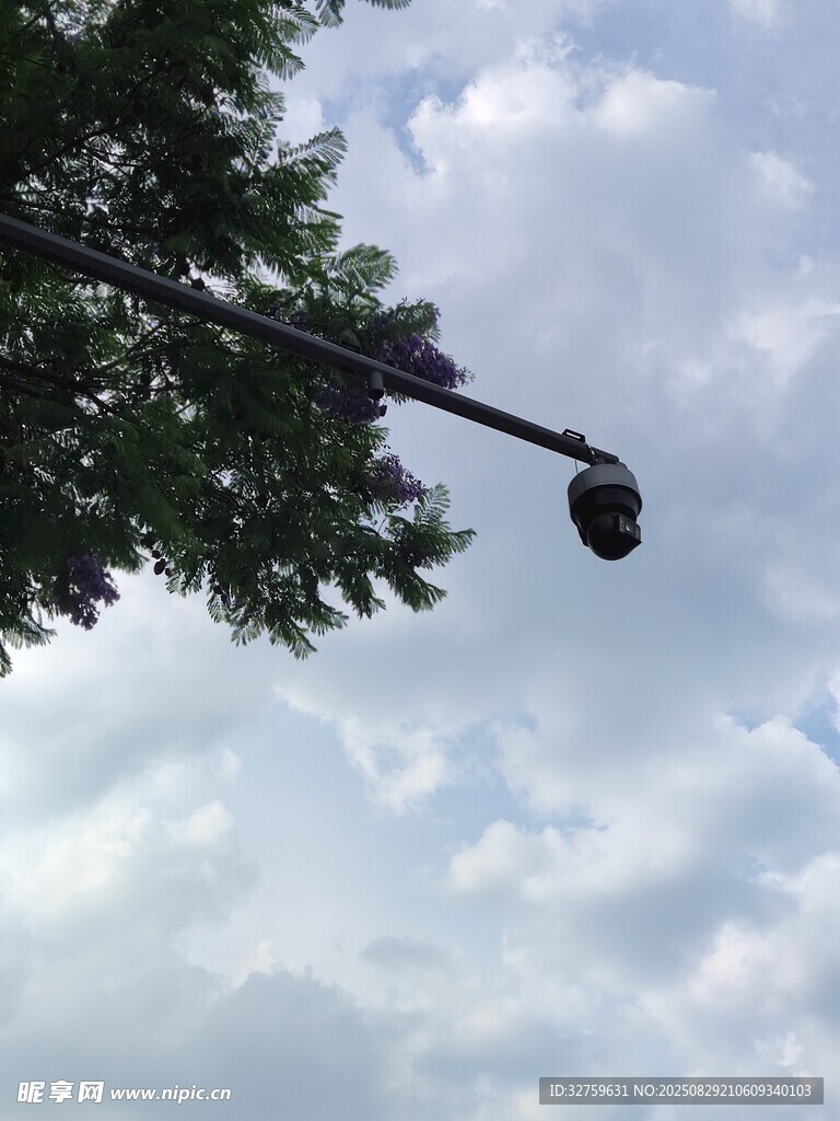 枝头果实悬于蓝天白云间