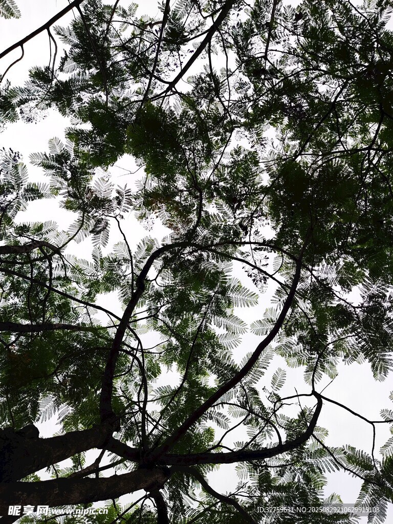 仰视繁茂树枝与天空