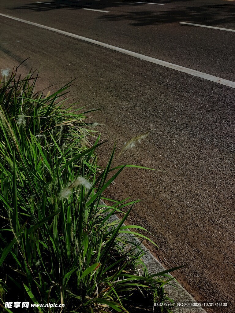 路边翠绿青草特写