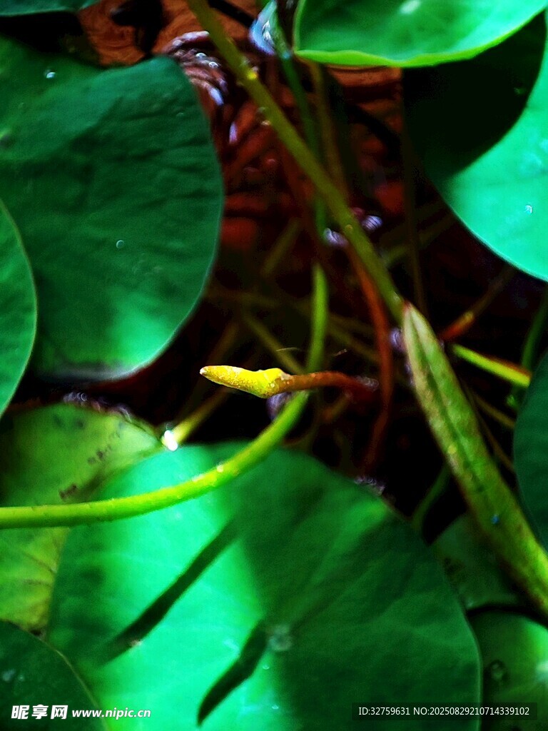 绿叶间的细长植物茎干