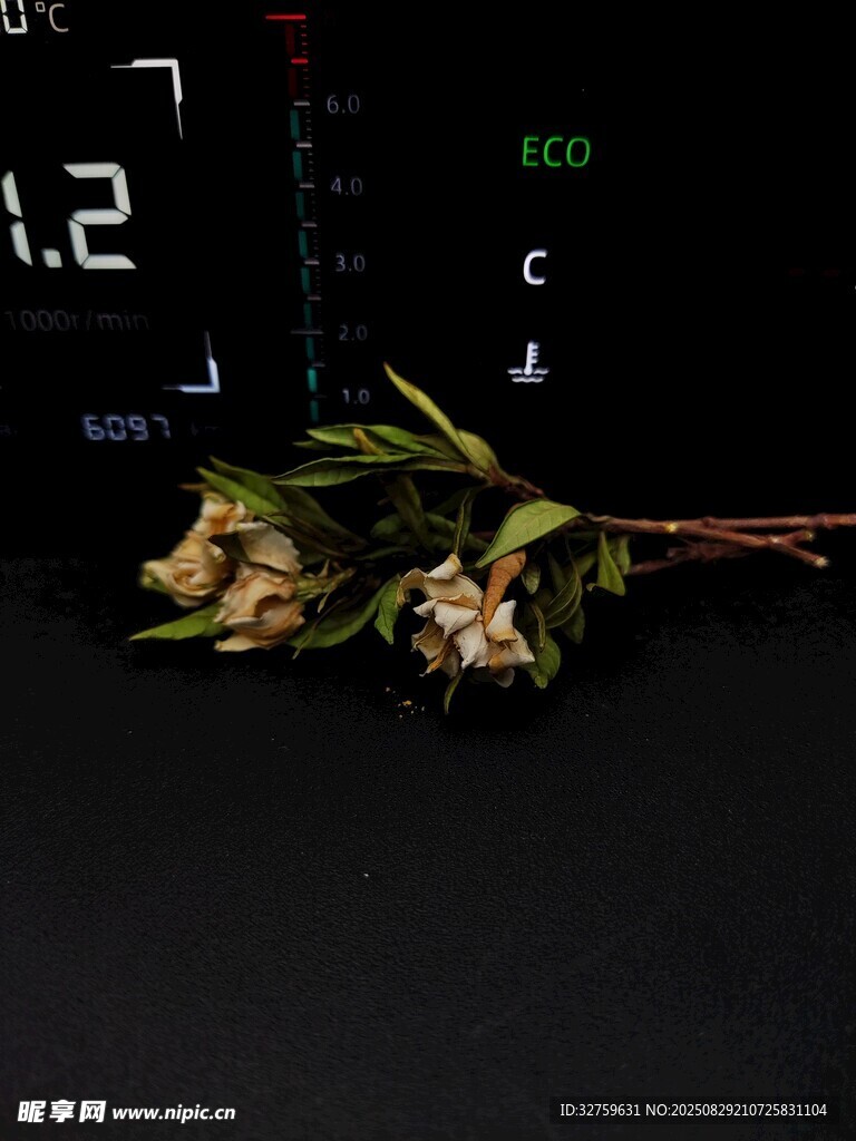 枯萎玫瑰与数字显示