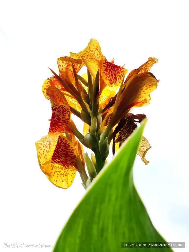 橙黄花蕊绽放的艳丽花朵