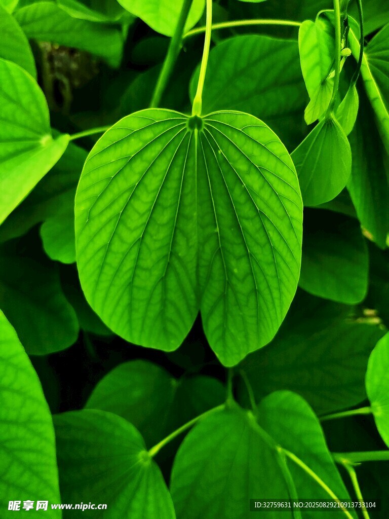 翠绿心形叶片植物特写