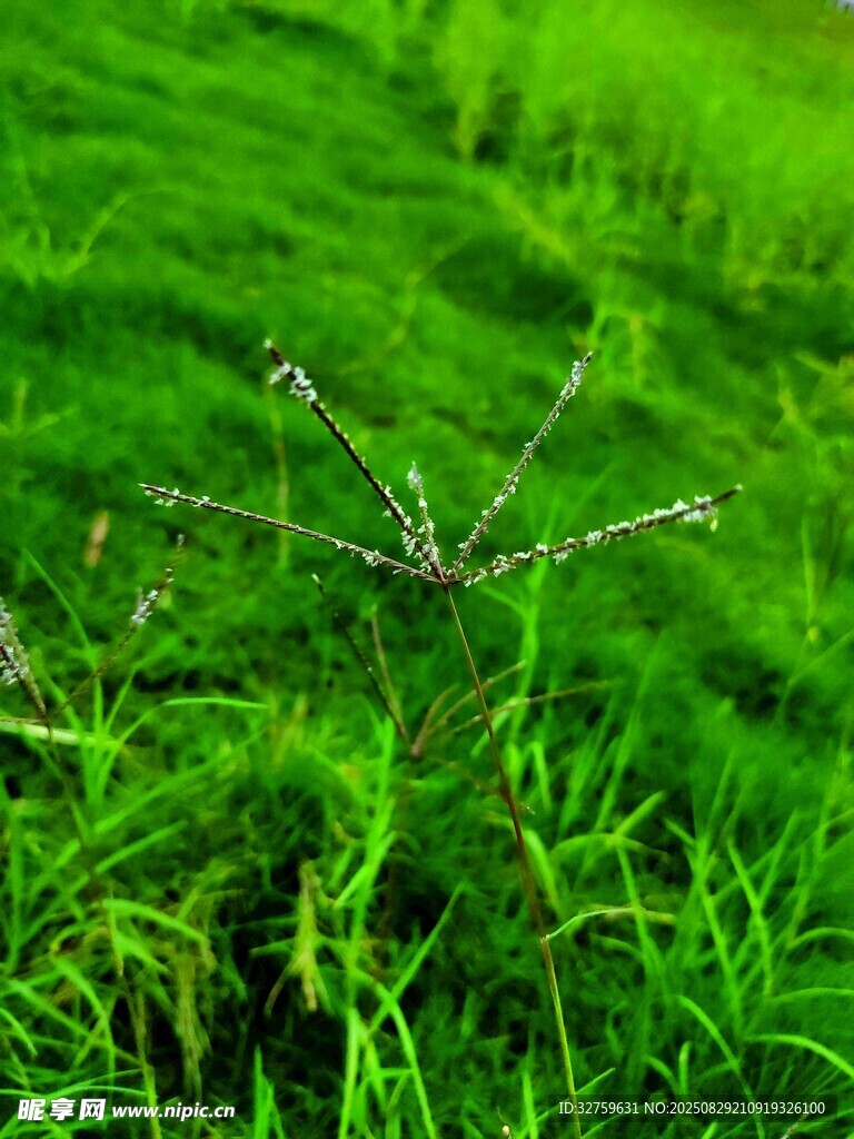 翠绿草地上的细长植物
